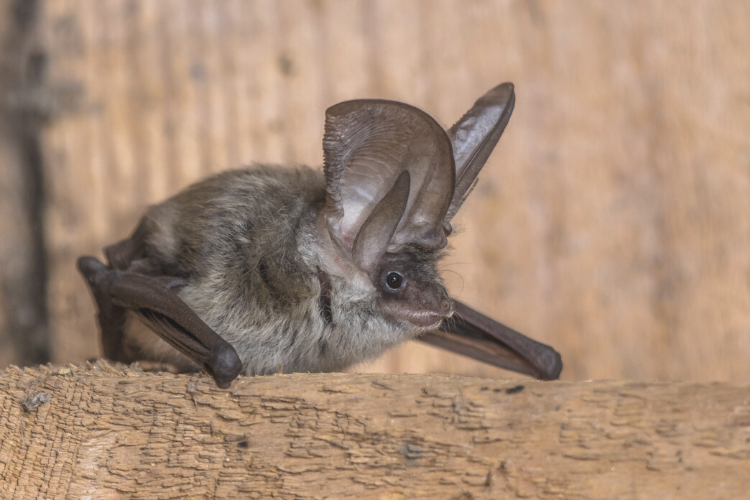 Saving the Grey Long Eared Bat