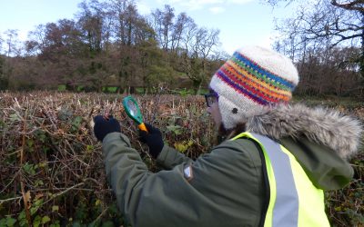 Brown Hairstreak Egg Hunt – Volunteer surveyors needed!